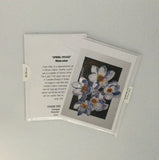 Dianne Nelles Art Cards Prints - 12 Styles