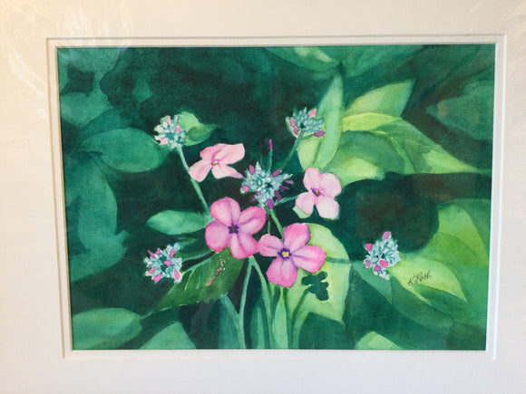 Dames Rocket, Canatara