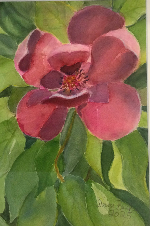 Magnolia