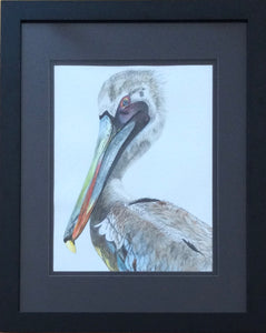 Pelican