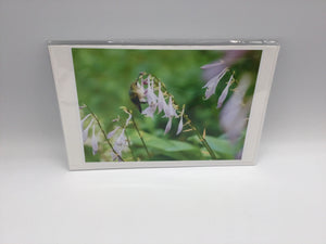 Hummingbird On Hosta