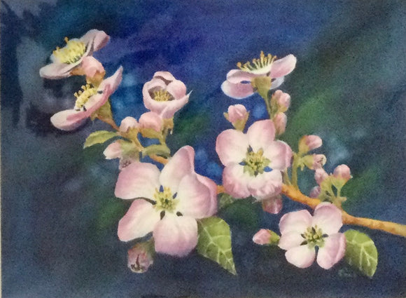 Apple Blossums