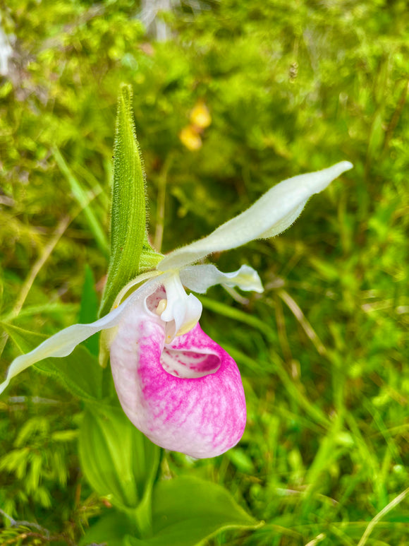 Showy Rare Pink Lady Slipper Orchid