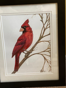 Cardinal on a branch