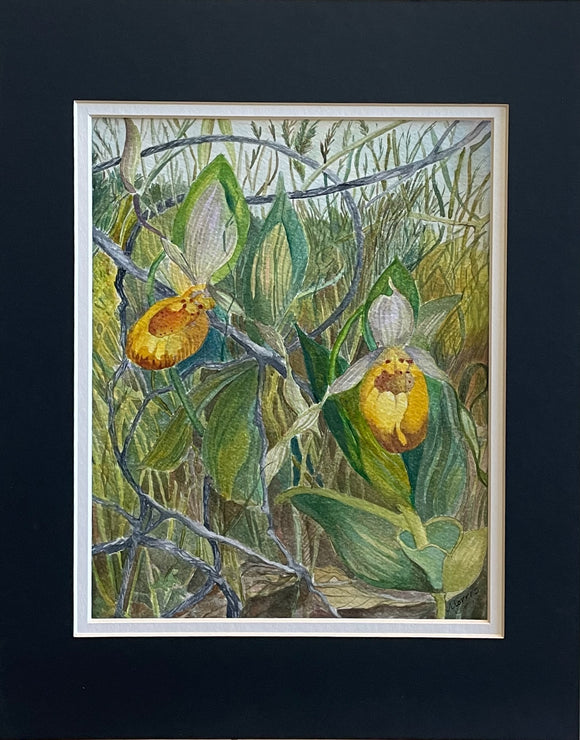 Wild Yellow Lady Slippers (Orchid)