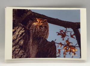 Canatara Park Red Eastern Screech Owl
